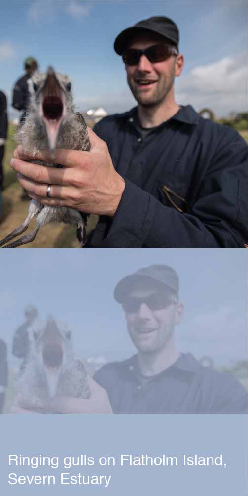 Ringing gulls on Flatholm Island