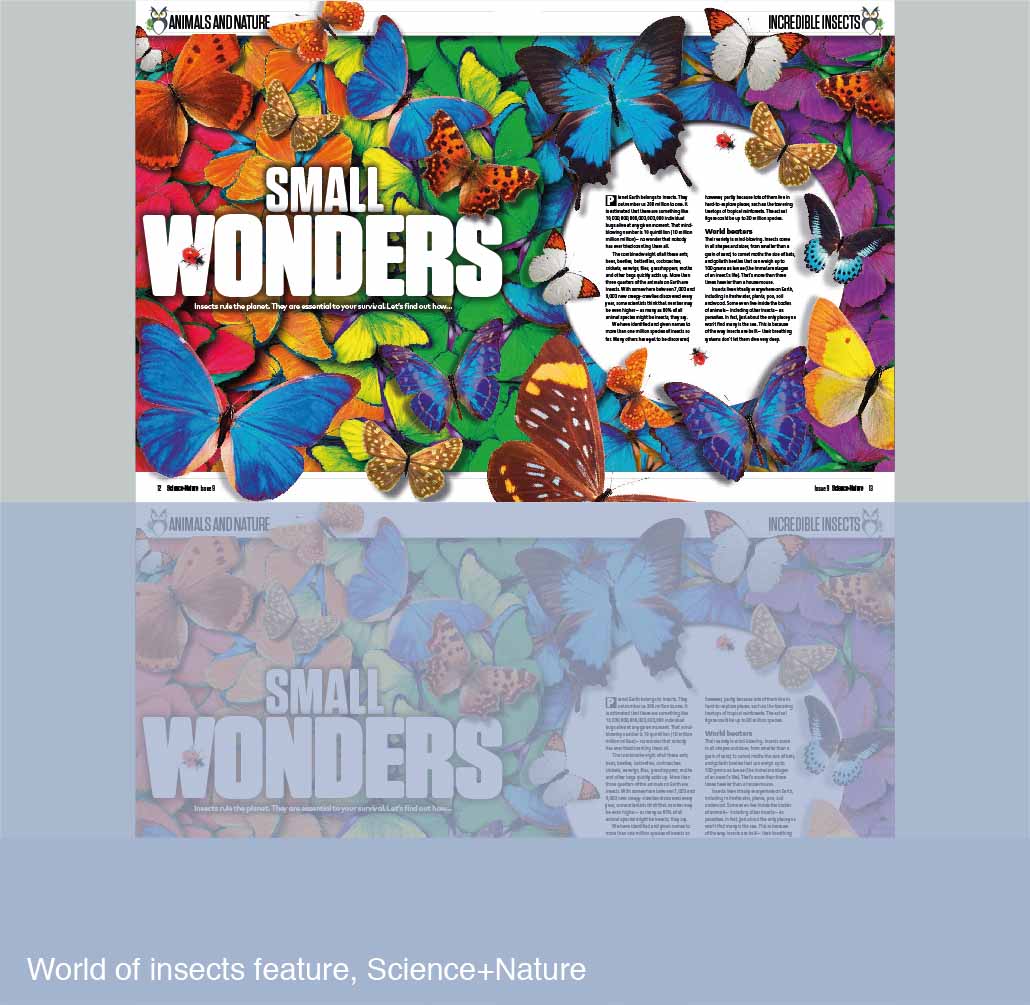 World of insects feature for Science+Nature