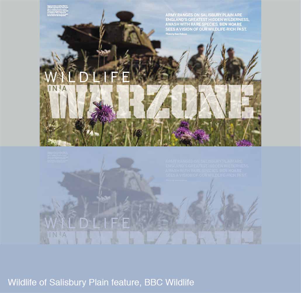 Wildlife of Salisbury Plain feature for BBC Wildlife